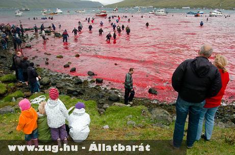 Feröer-szigetek, Bálnagyilkolás
