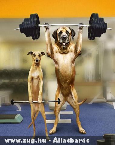 BodyBuilder Dogs