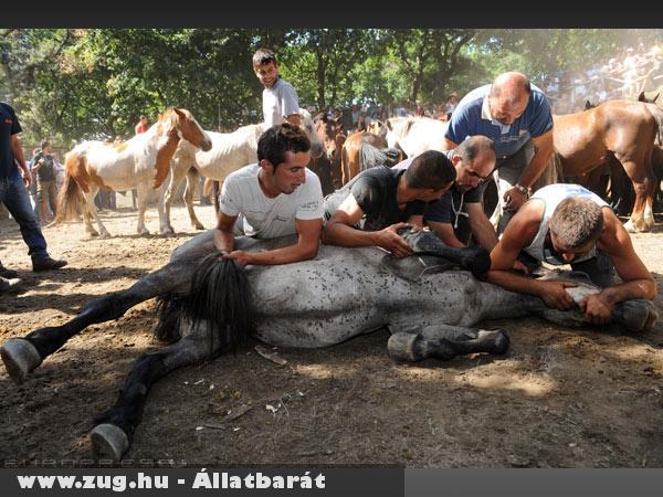 Állatkínzók Spanyolországban