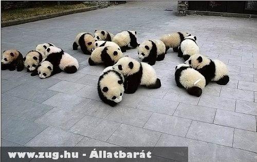 Panda bébik