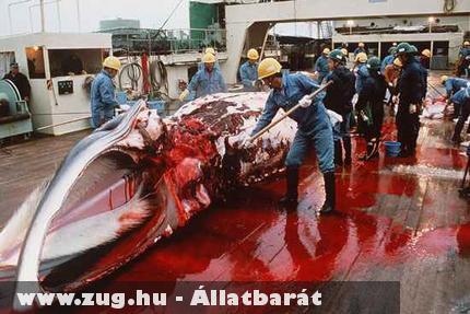 Véres bálnafeldolgozás