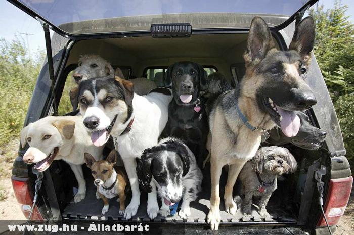 Kutyák - ülünk a kocsiban :D