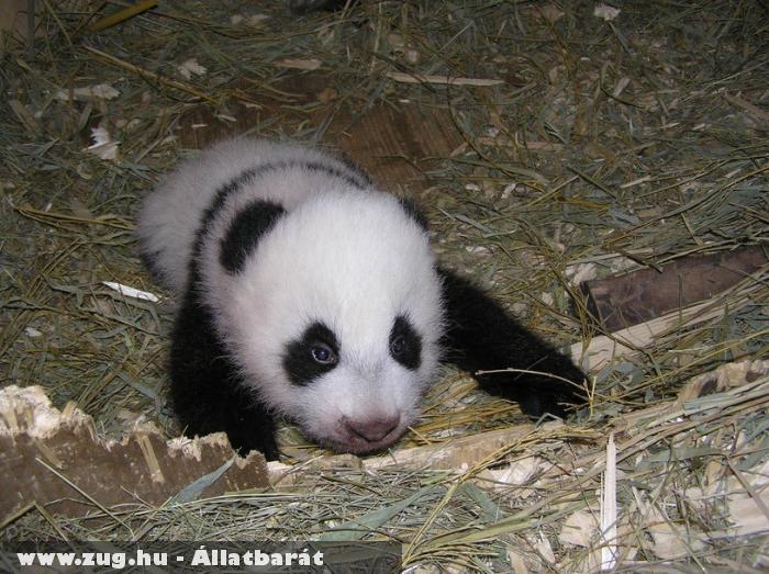 Hu Fu, a bécsi pandakölyök