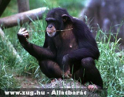 Csimpánz és a bot