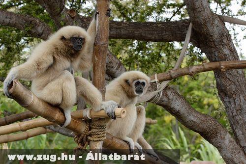 Fehérkezû gibbon