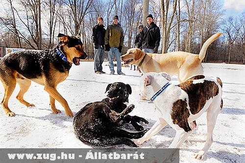Kutyák játszanak a hóban