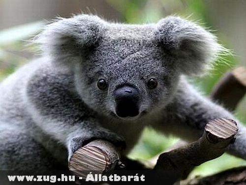 Bambuló koala