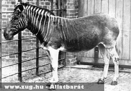 Quagga: az utolsó ismert példány 1883-ban pusztult el