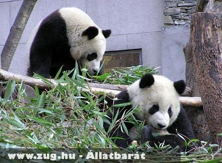 Tajvani panda