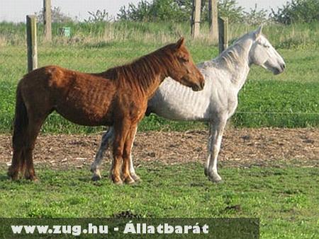 Állatkínzás: Csontsovány lovak egy magyar tanyán