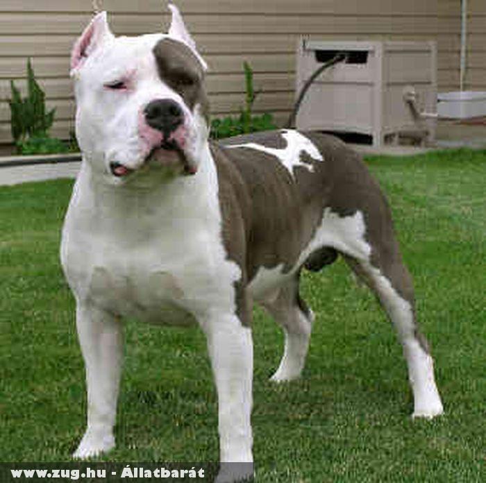 Amerikai Staffordshire Terrier · Állatvédő Egyesület