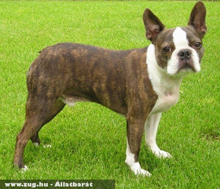 Boston Terrier