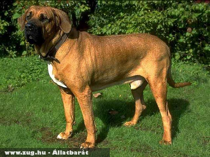 Fila brasileiro