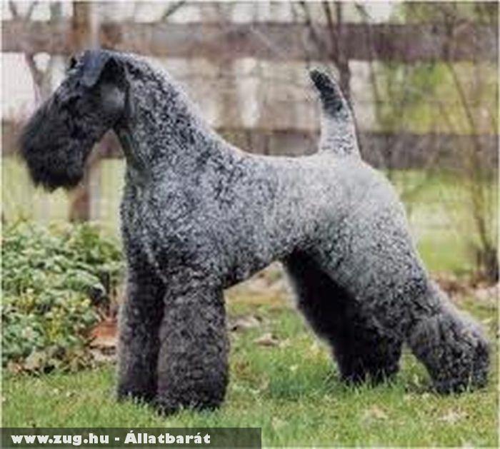 Kerry Blue Terrier