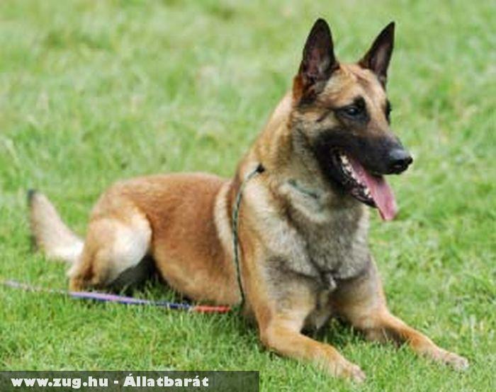 Malinois