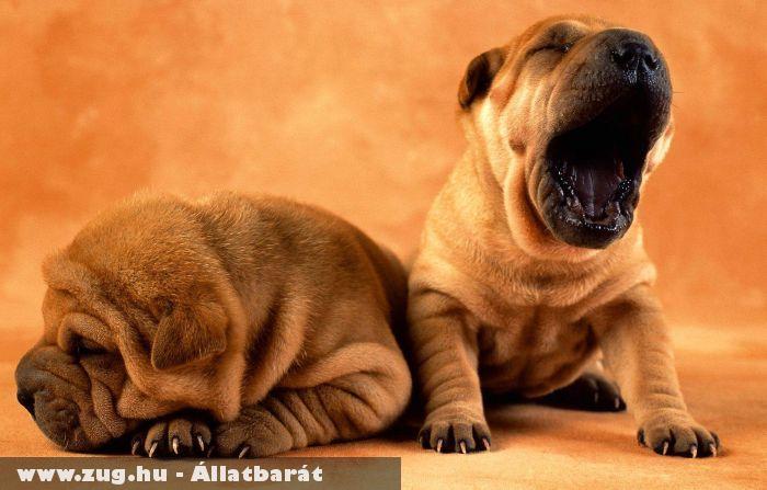 Shar-Pei kölykök