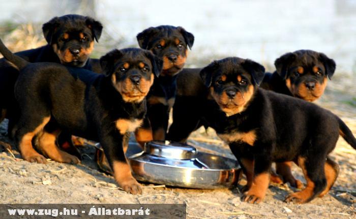 Rottweiler kölykök