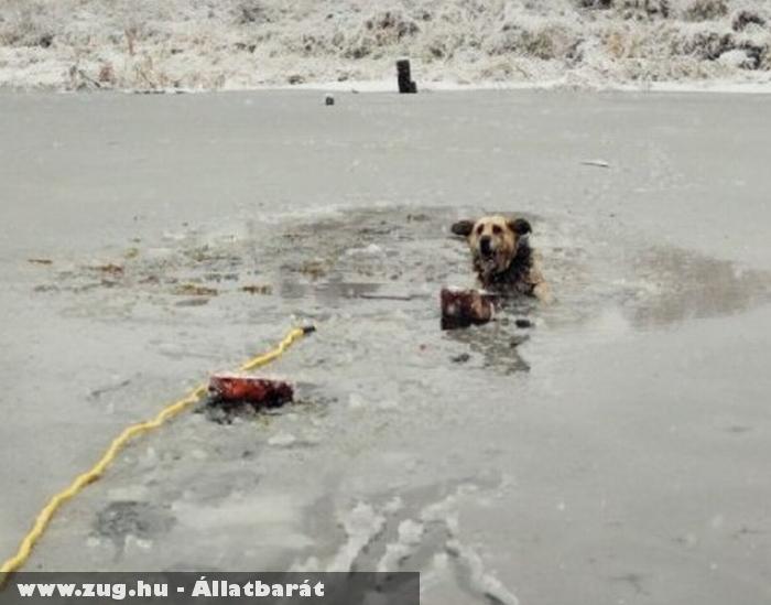 Kutya mentés fagyott tóból