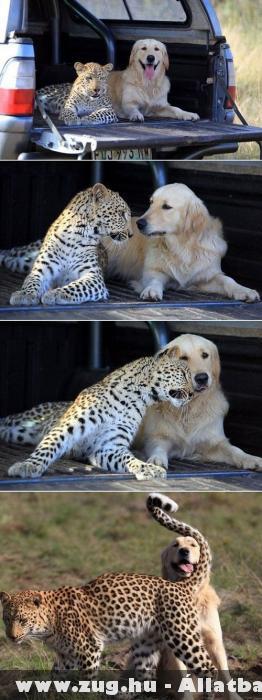 Kutya macska barátság