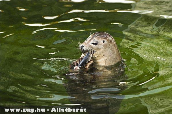 Barack, a négyhónapos borjúfóka (Phoca vitulina) heringet eszik a Nyíregyházi Állatpark medencéjében