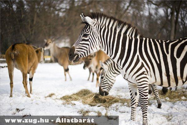 Az Afrikában õshonos jávorantilopok és a zebrák esznek a hóra kirakott takarmányból