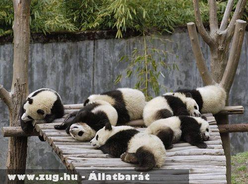 Panda szunya
