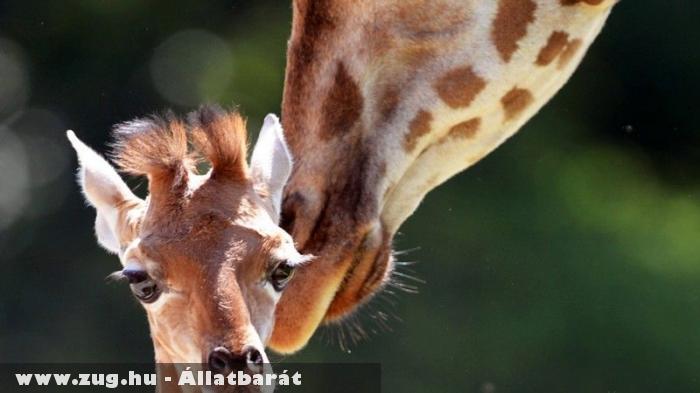 Veszélyeztetett zsiráfbébi született
