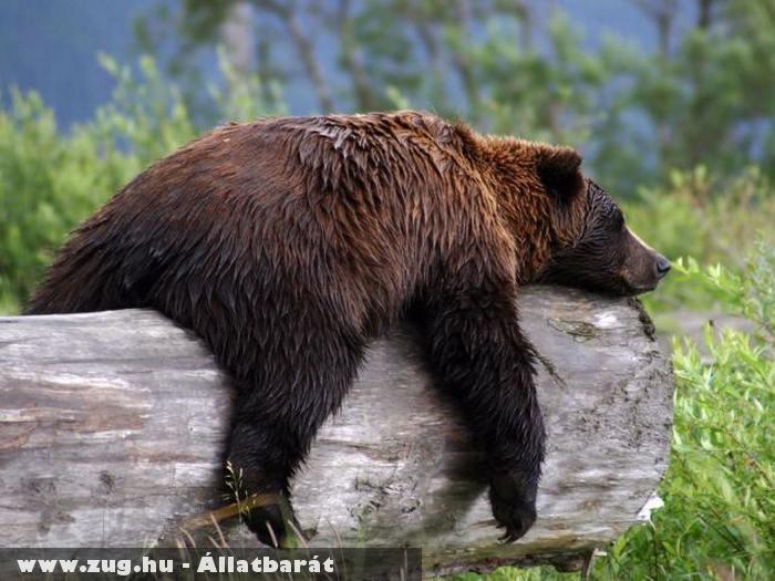 Fáradt medve