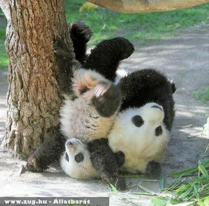 Birkózó pandák