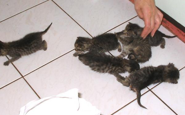 6 cica, akiket valaki halálraítélt  - sajnos, nem sikerült megmenteni õket