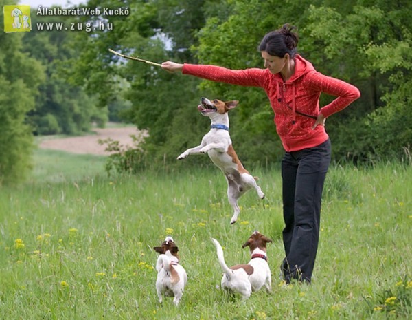 Jack Russel Terrier