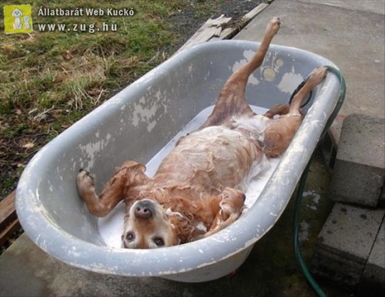 Kutya fürdetés