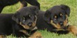 rottweiler kölykök