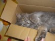 A kis cicus a dobózban