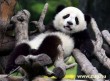 Panda pihenõ
