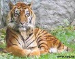 Dél-kínai tigris