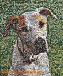 Mozaik - kutya