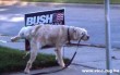 Nesze neked Bush!