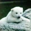 A pici jegesmedve