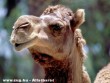 Camel - puposteve