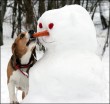 A hóemberépítő kutyus