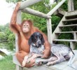 A majom és a kutya különös kapcsolata