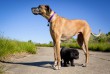 Az apró és az óriás kutyus