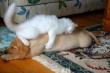 Délutáni pihenő cica módra