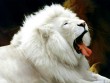 Hófehér oroszlán