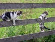 Játékos cicák a szabadban