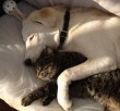 Kutyus és cicus együtt pihen a nagy melegben