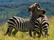 Ölelkező zebrák