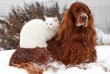 Kutya és cica a hóban
