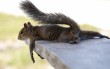 Pihenő mókus